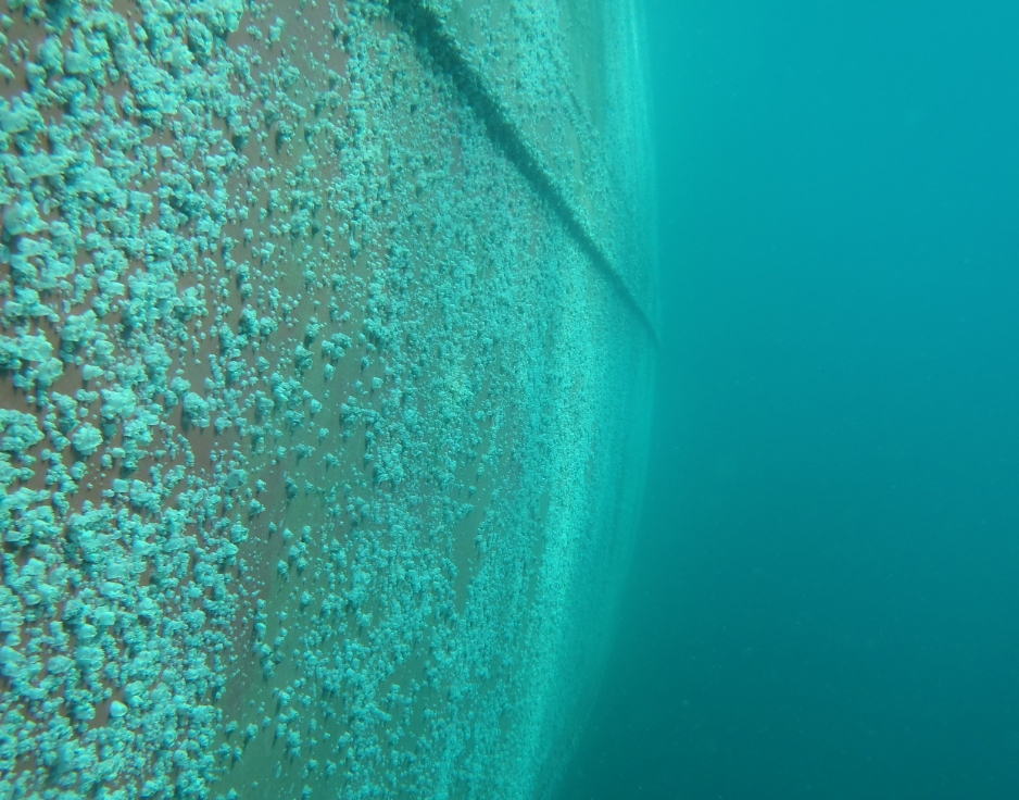Biofouling Management