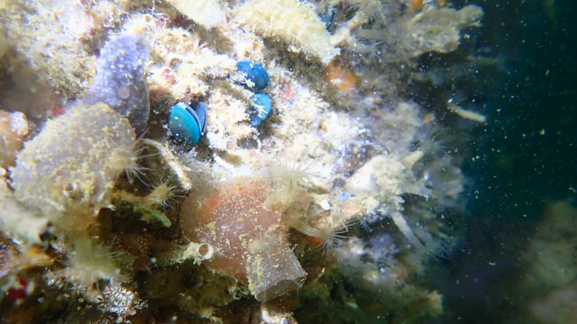 Ship at dock during sunset, illustrating marine vessel operations