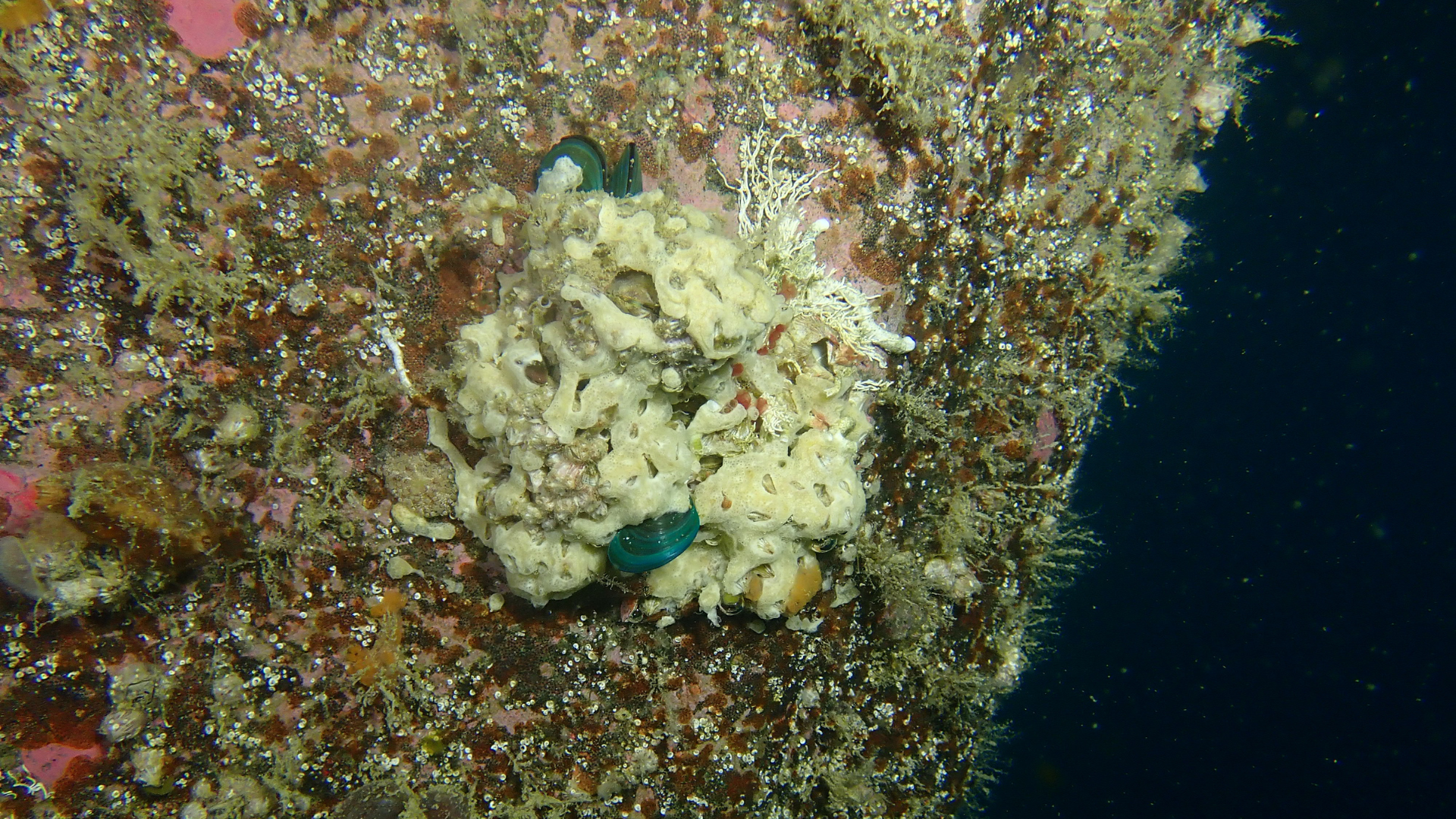 Example of yellowish biofouling growth with blue-green elements on underwater surface