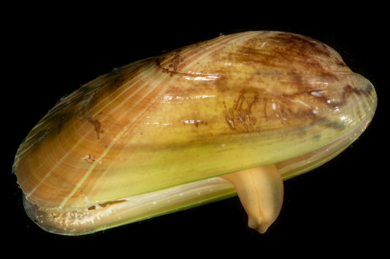 Asian Date Mussel