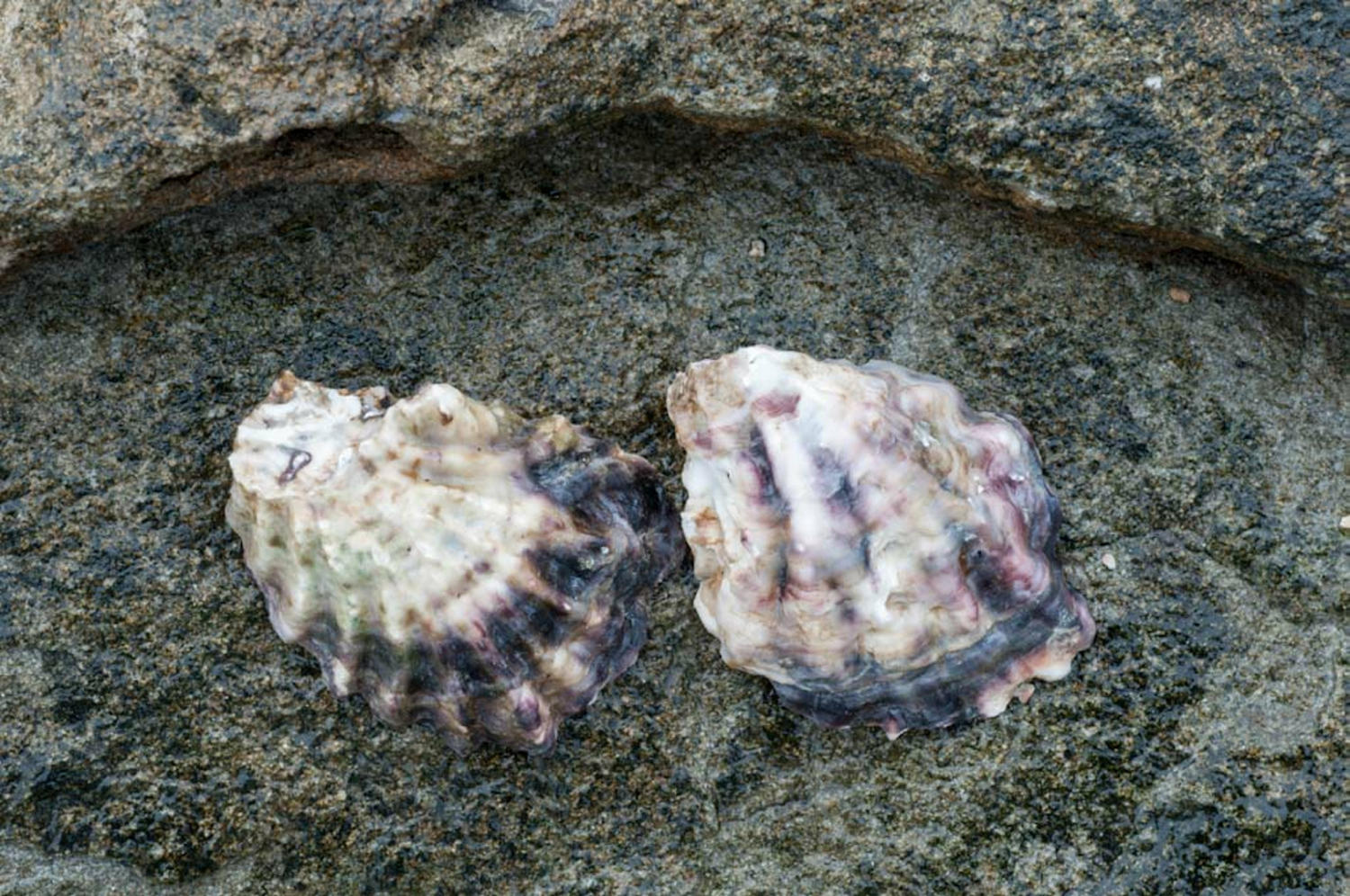 Sydney Rock Oyster