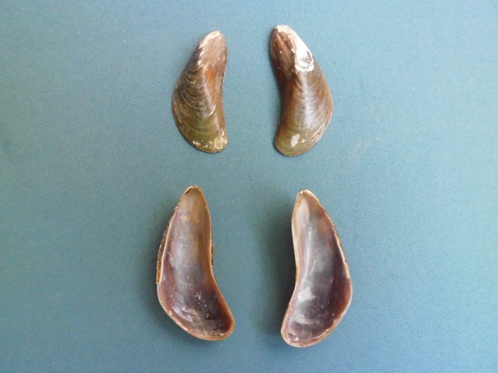 Charru Mussel