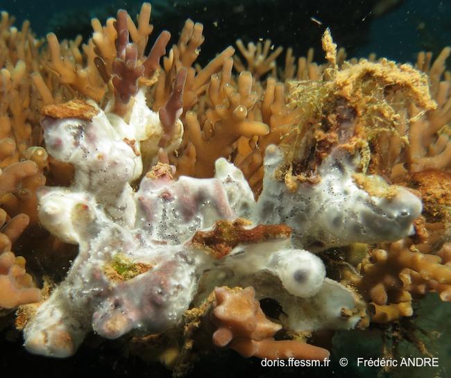 Native Colonial Sea Squirts